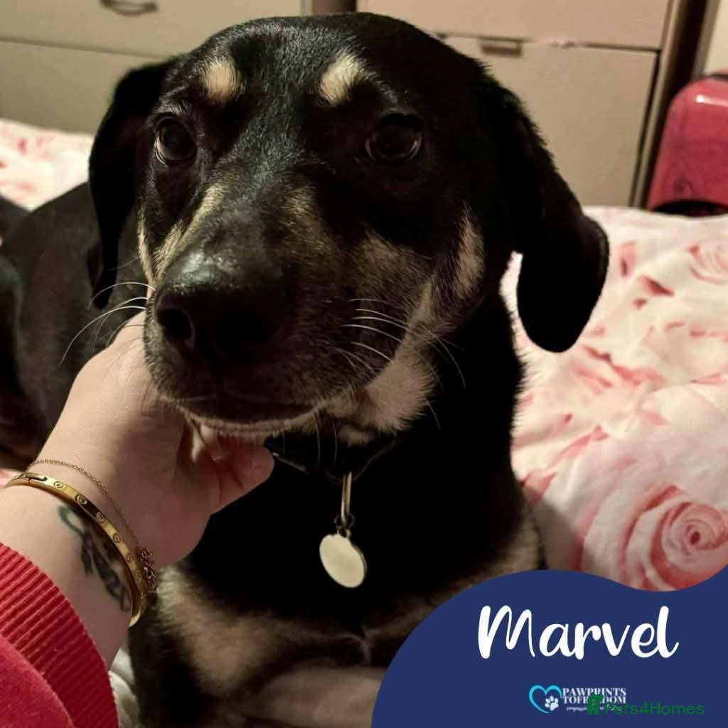 Mixed Breed dogs Meet Marvel, currently residing in Crewe - Advert 11