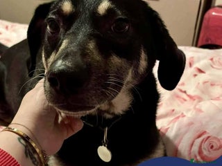 Mixed Breed dogs Meet Marvel, currently residing in Crewe - Advert 1