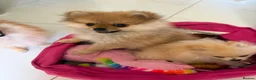 Pomeranian dogs for sale: Beautiful Miniature Pomeranian  - Advert 5