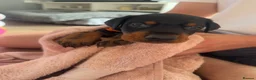 Dobermann dogs for sale: 2 girls left ❤️ Doberman Puppies - Advert 32