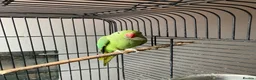 Ringnecks birds for sale: Indian ringneck parrot in Manchester - Advert 3