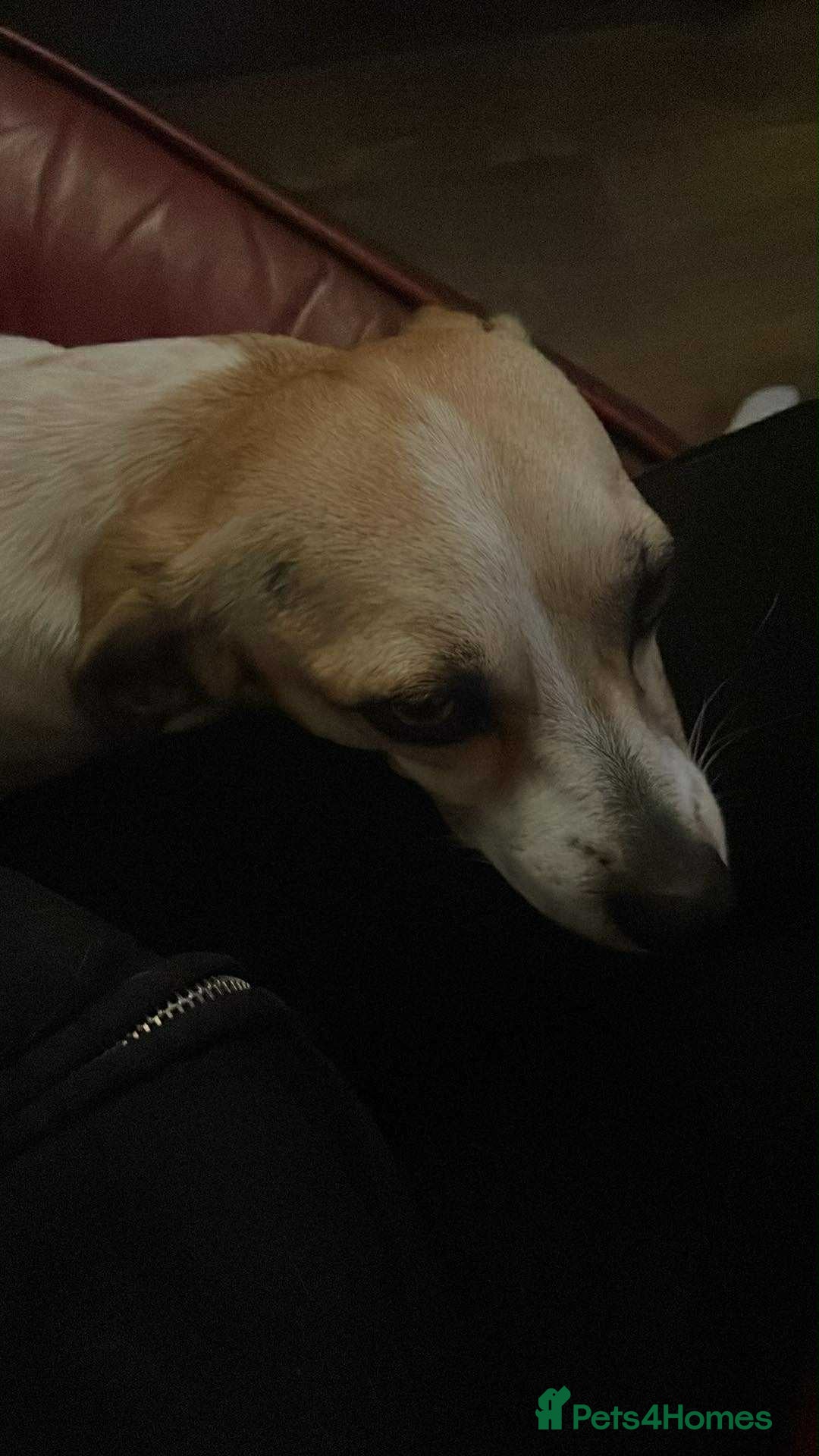 Mixed Breed dogs for adoption: Suki needs a loving home  - Advert 6