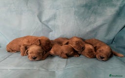 Cocker Spaniel dogs for sale: KC RED SHOW COCKER SPANIELS - Image 3