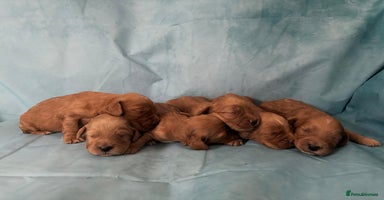 Cocker Spaniel dogs - Advert 3