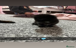 Mixed Breed cats for sale: 2 male kittens  - Image 3