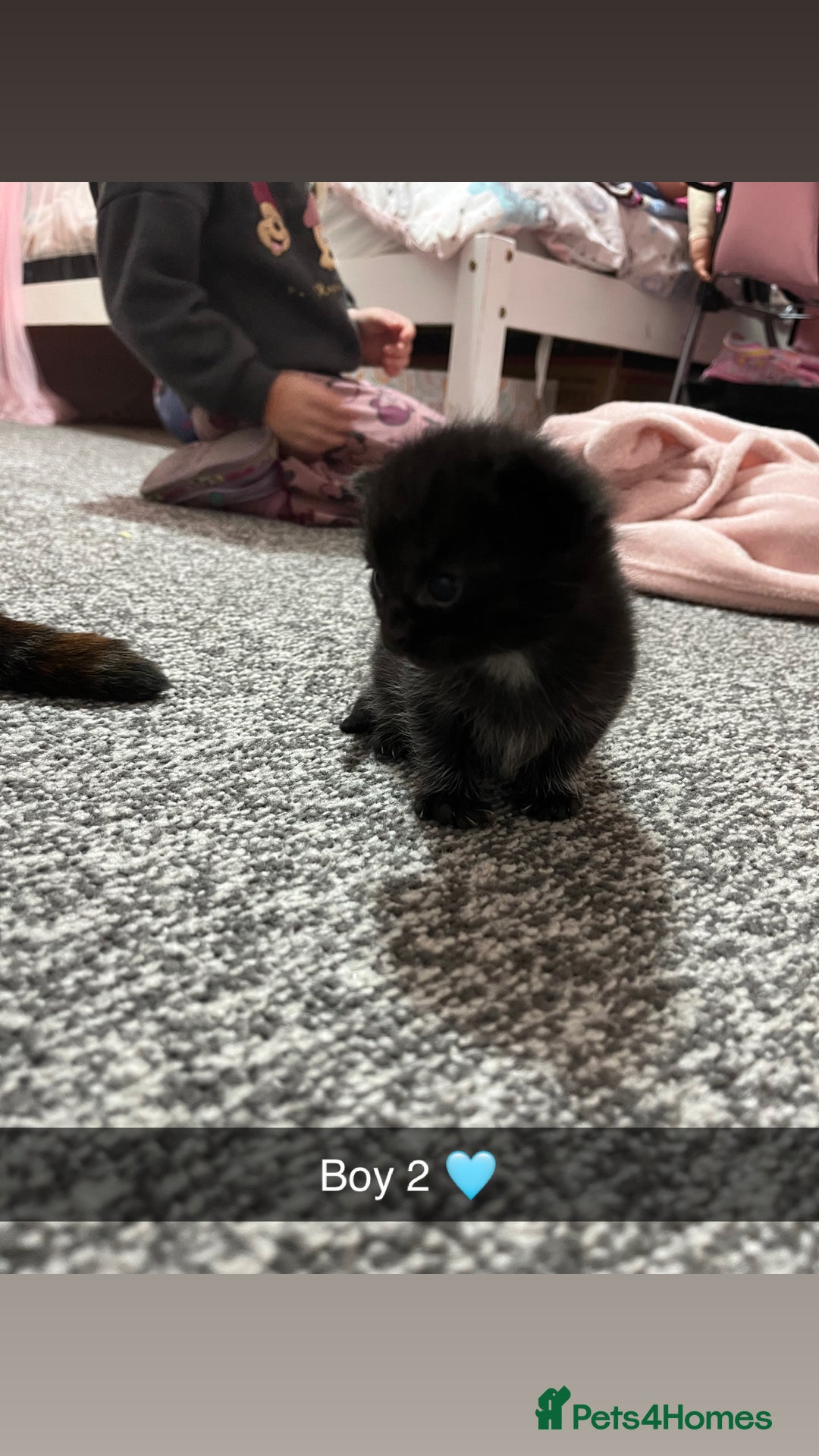 Mixed Breed cats for sale: 2 male kittens  - Image 3