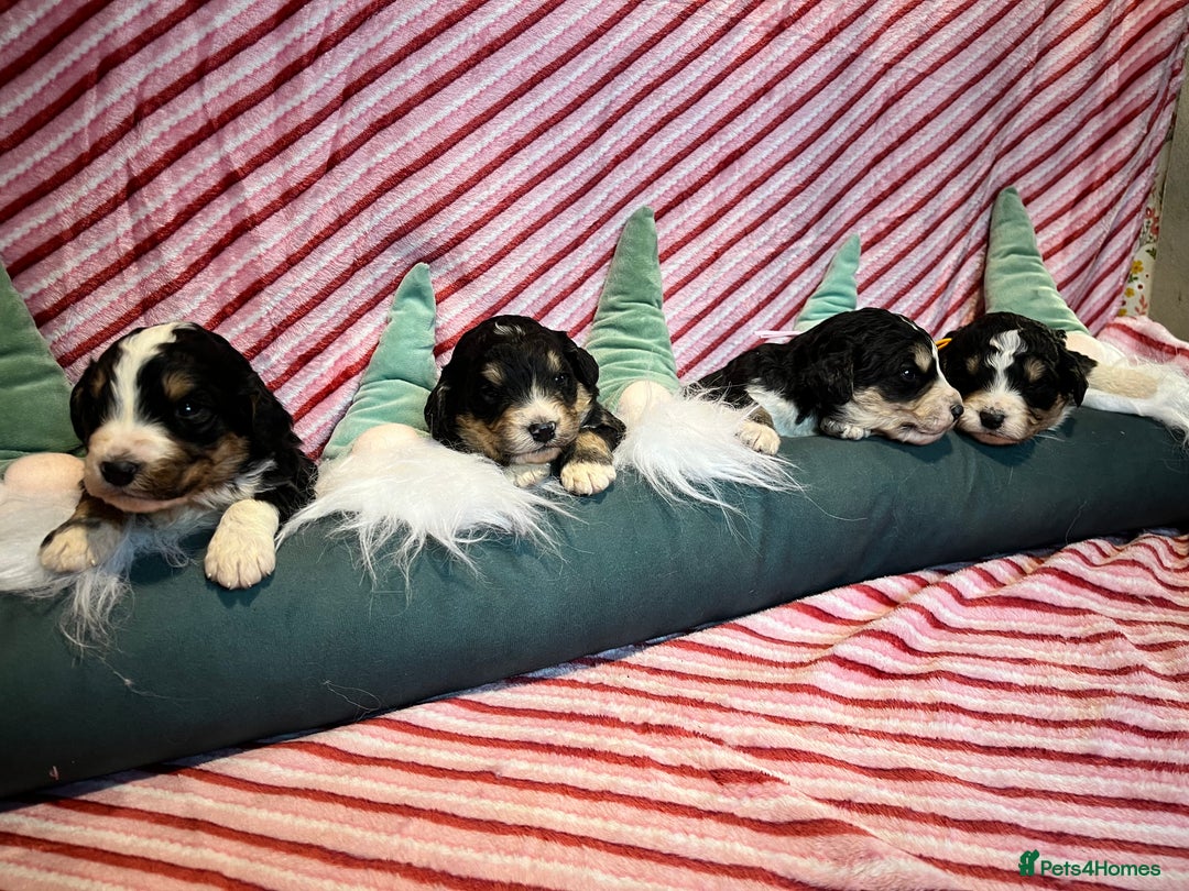 Bernedoodle dogs for sale: Tri Bernedoodle boys and girls  - Advert 9