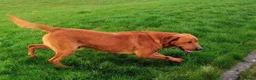 Labrador Retriever dogs for stud: Fox Red Labrador at Stud - Advert 4