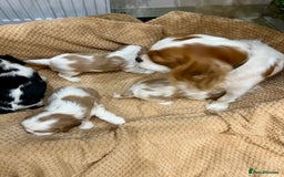 Cavalier King Charles Spaniel dogs for sale: Champion Sired KC Reg Cavalier King Charles  - Image 21