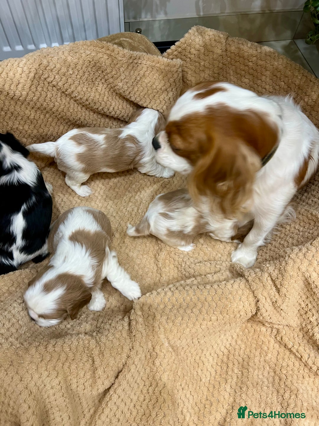 Cavalier King Charles Spaniel dogs for sale: Champion Sired KC Reg Cavalier King Charles  - Image 21