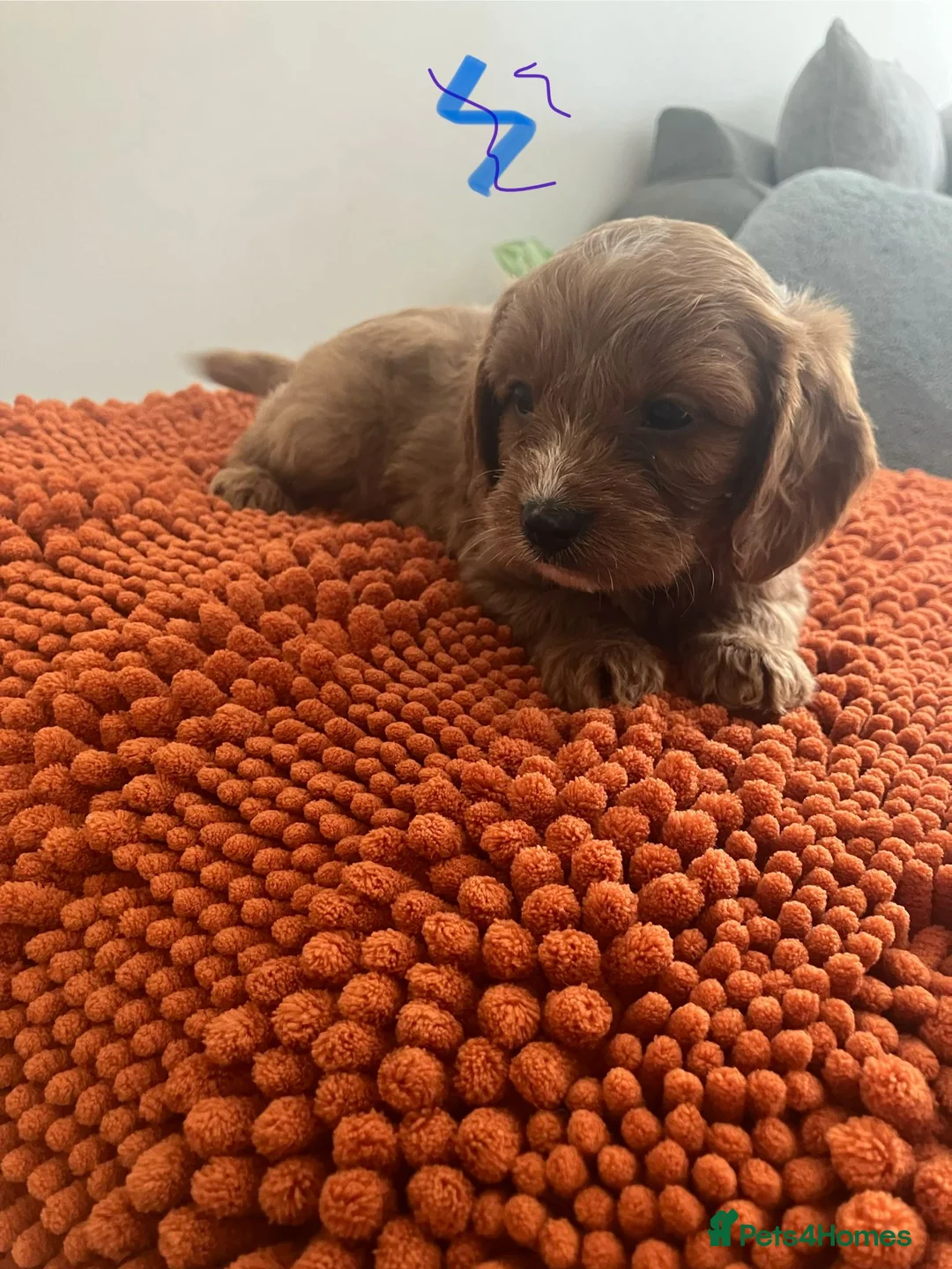 Cavapoo dogs for sale: F1 Red Cavapoo puppies ( health tested) - Advert 36