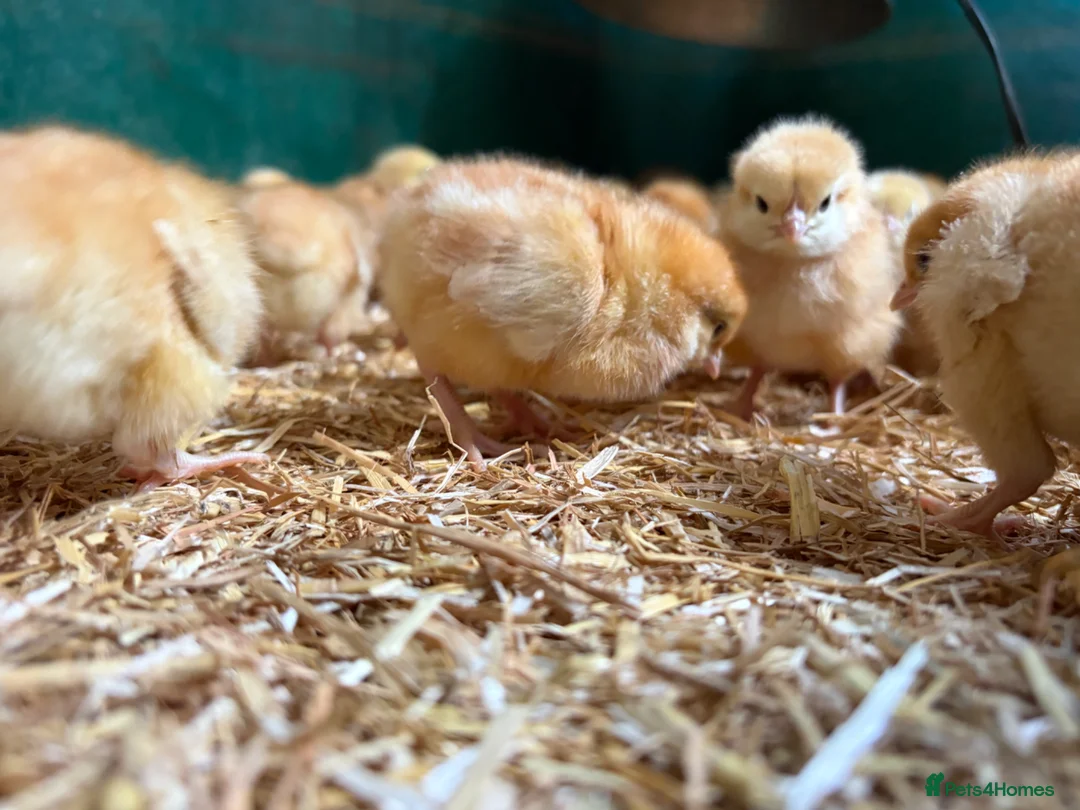 Chickens poultry for sale: Female chicks available  - Advert 1