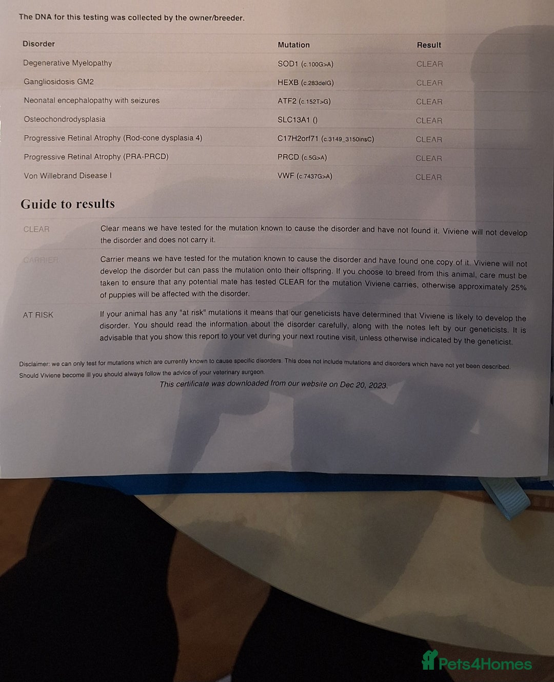 Toy Poodle dogs for stud: Red asian poodle for stud - Advert 8