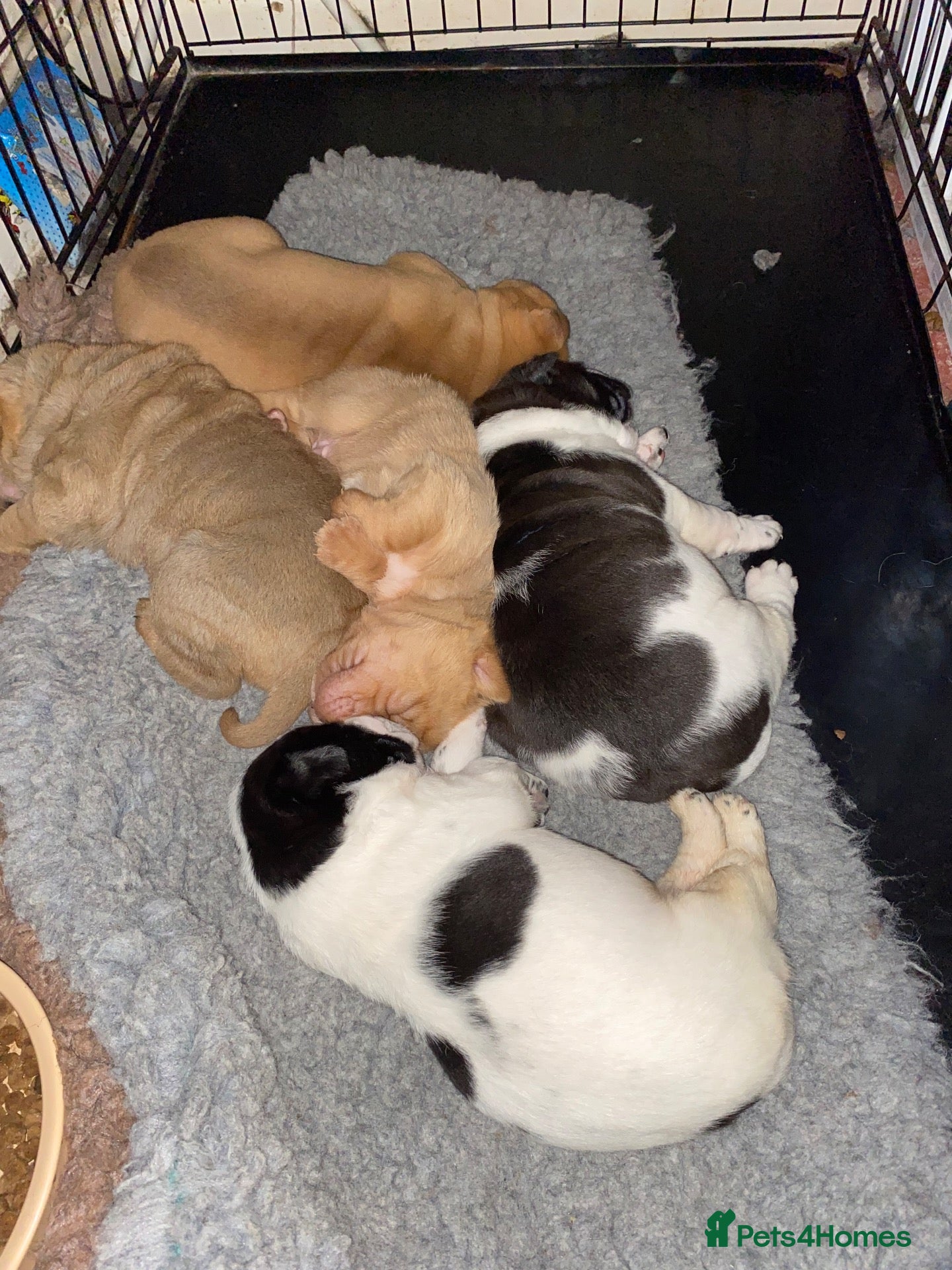 Mixed Breed dogs Sharpei x Ridgeback  - Advert 4
