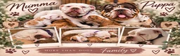 Olde English Bulldogge dogs for sale: GORGEOUS OLDE ENGLISH BULLDOGGE PUPPIES - Advert 1
