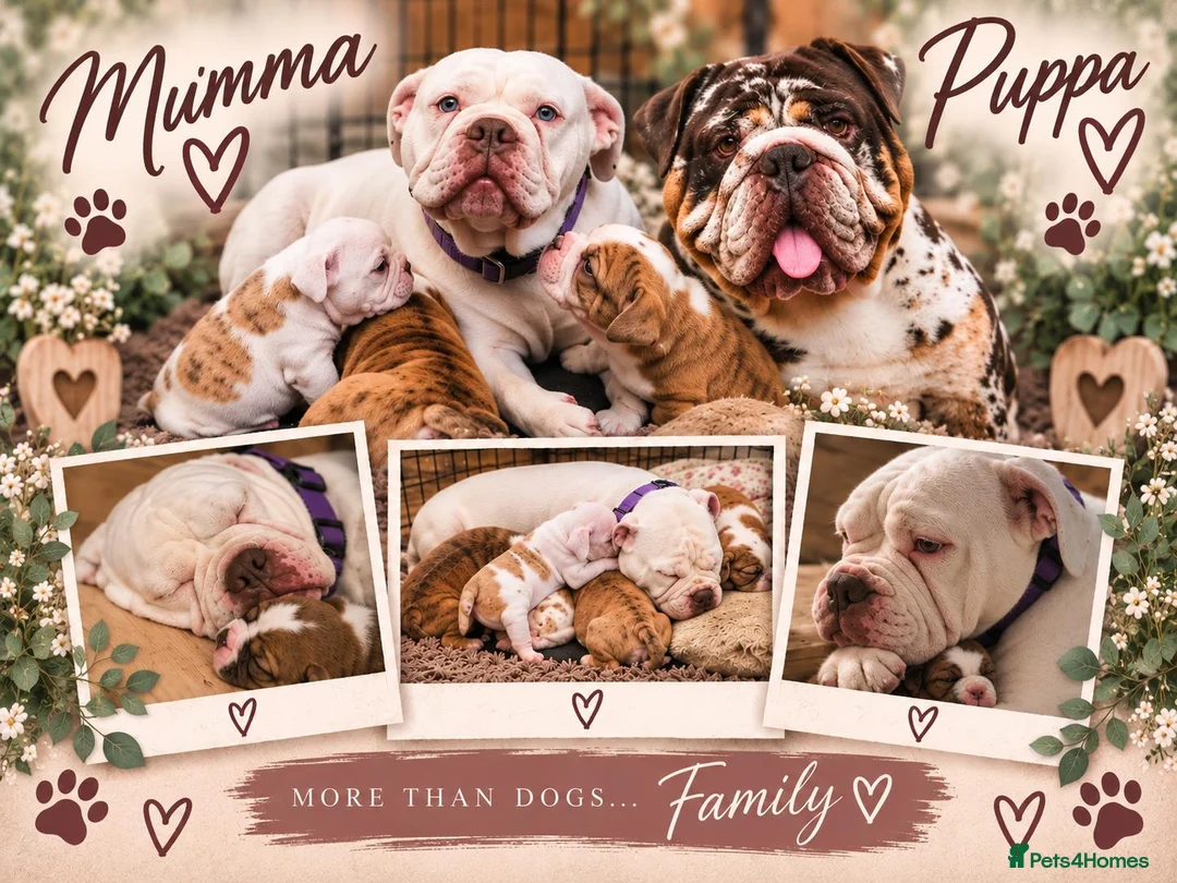Olde English Bulldogge dogs for sale: GORGEOUS OLDE ENGLISH BULLDOGGE PUPPIES - Advert 1