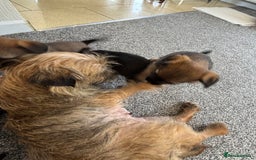 Border Terrier dogs for sale: border terriers kc  - Image 3