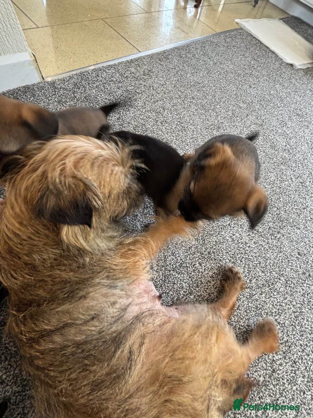 Border Terrier dogs for sale: border terriers kc  - Image 3