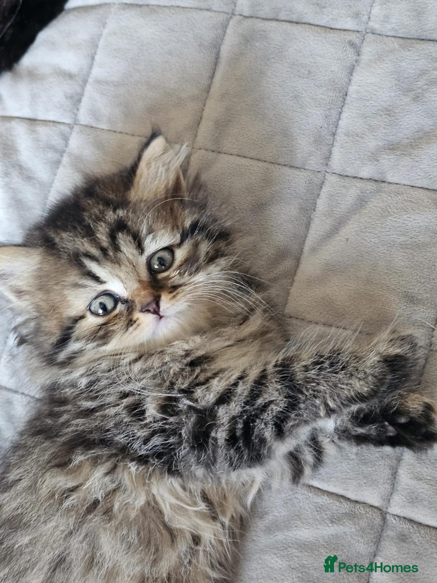 British Longhair cats BLH AND BSH kittens - Advert 1