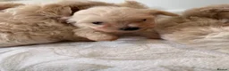 Maltipoo dogs for sale: Korean maltipoo - Advert 7