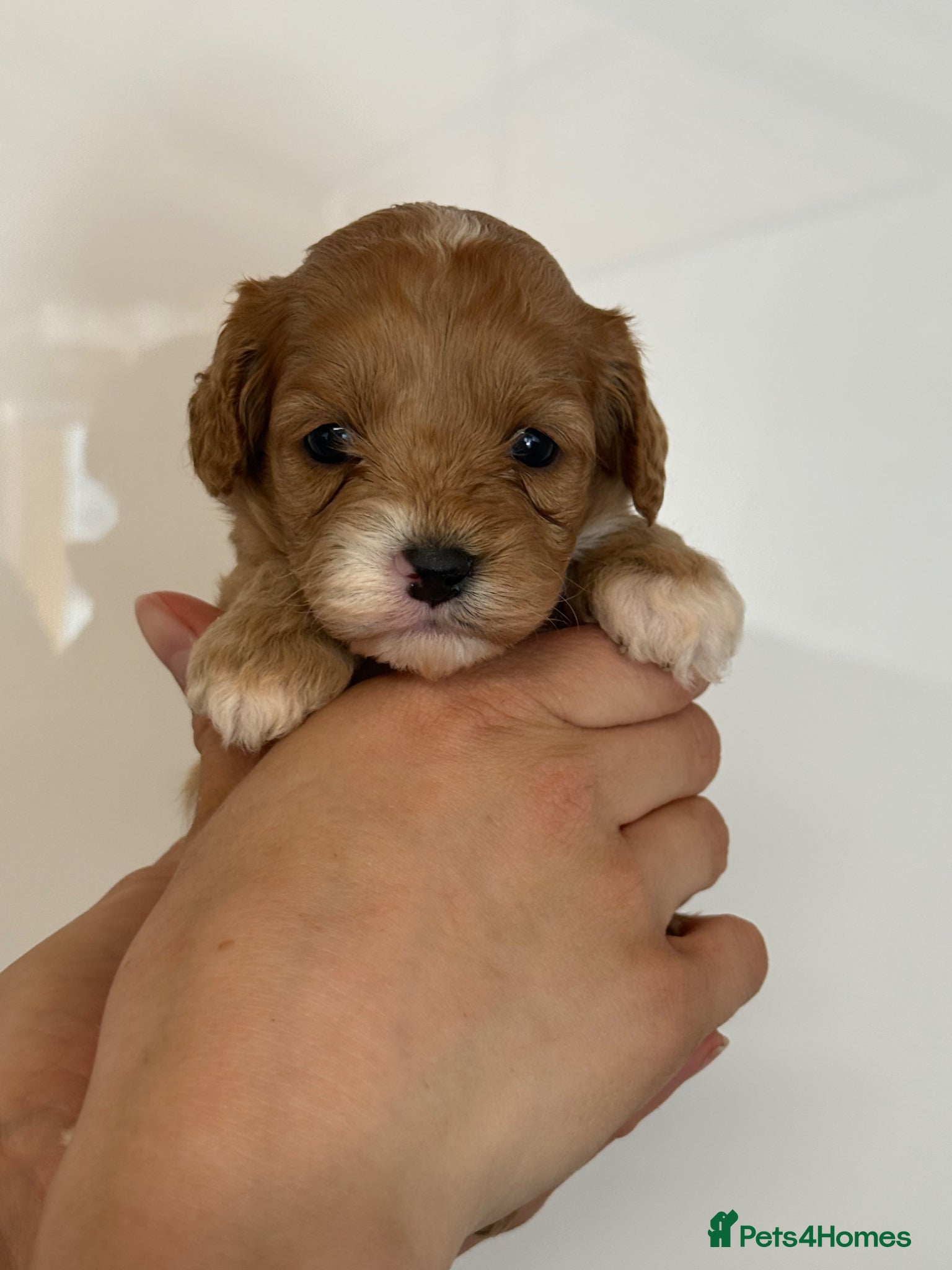 Cavapoo dogs Stunning F1 Red Cavapoo Girls  - Advert 2