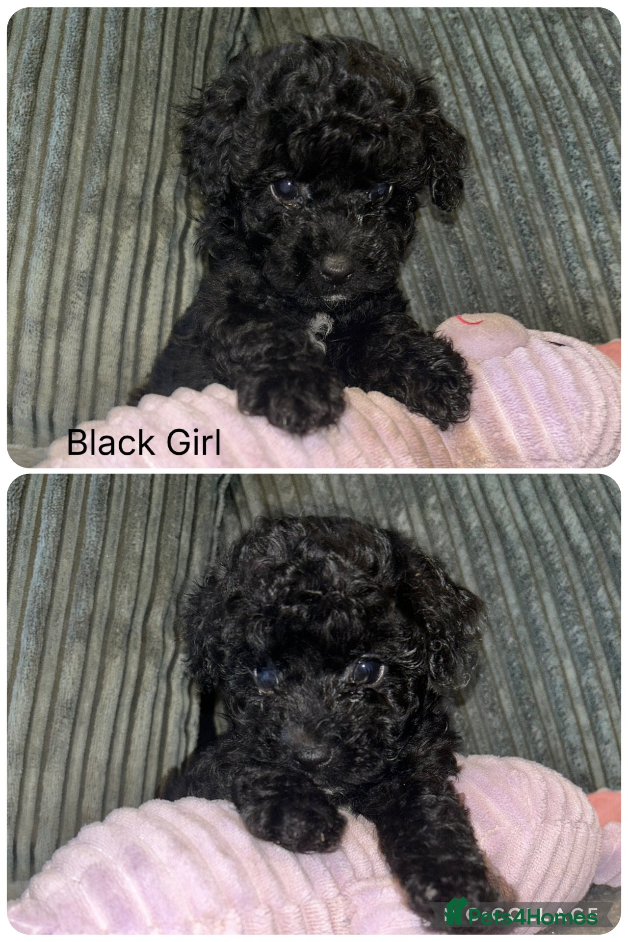 Mixed Breed dogs READY NOW Stunning Shihpoo x sproodle puppies - Advert 15