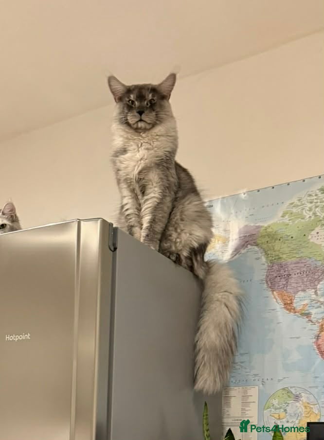 Maine Coon cats Maine Coon for breeding - Advert 2