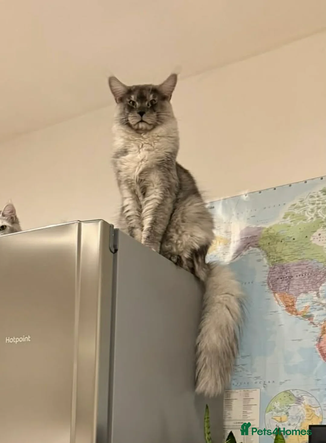 Maine Coon cats for stud: Maine Coon for breeding - Advert 2