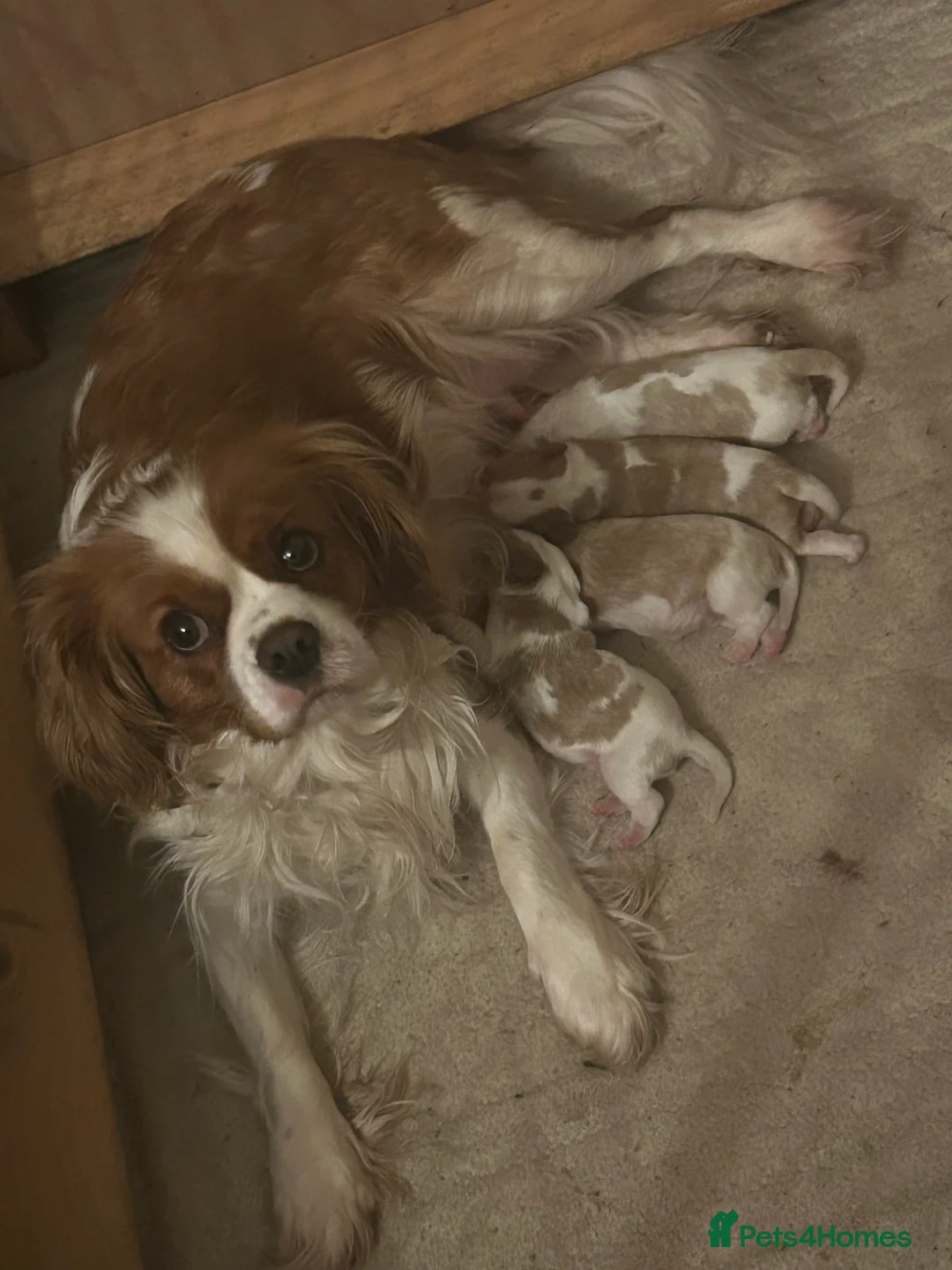 Cavalier King Charles Spaniel dogs for sale: 2 Beautiful Boys  in Burgess Hill - Advert 7