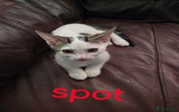 Mixed Breed cats for sale: 1 female , 2 male almost 14wks old  - Image 1