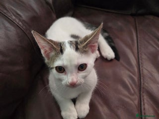 Mixed Breed cats - Advert 5