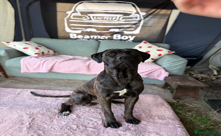 Cane Corso dogs - Advert 16