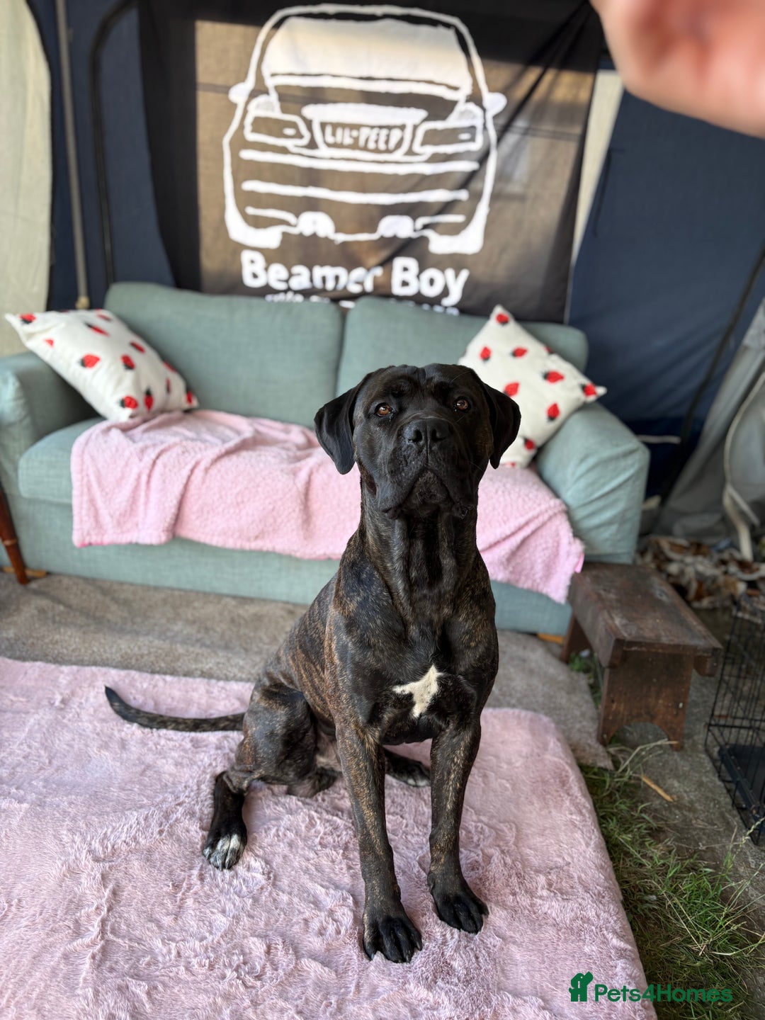 Cane Corso dogs for sale: Clay cane corso - Image 1