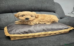 Maltipoo dogs for sale: F1 maltipoo puppies  - Image 9