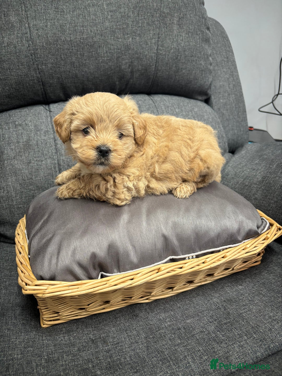 Maltipoo dogs for sale: F1 maltipoo puppies  - Image 9
