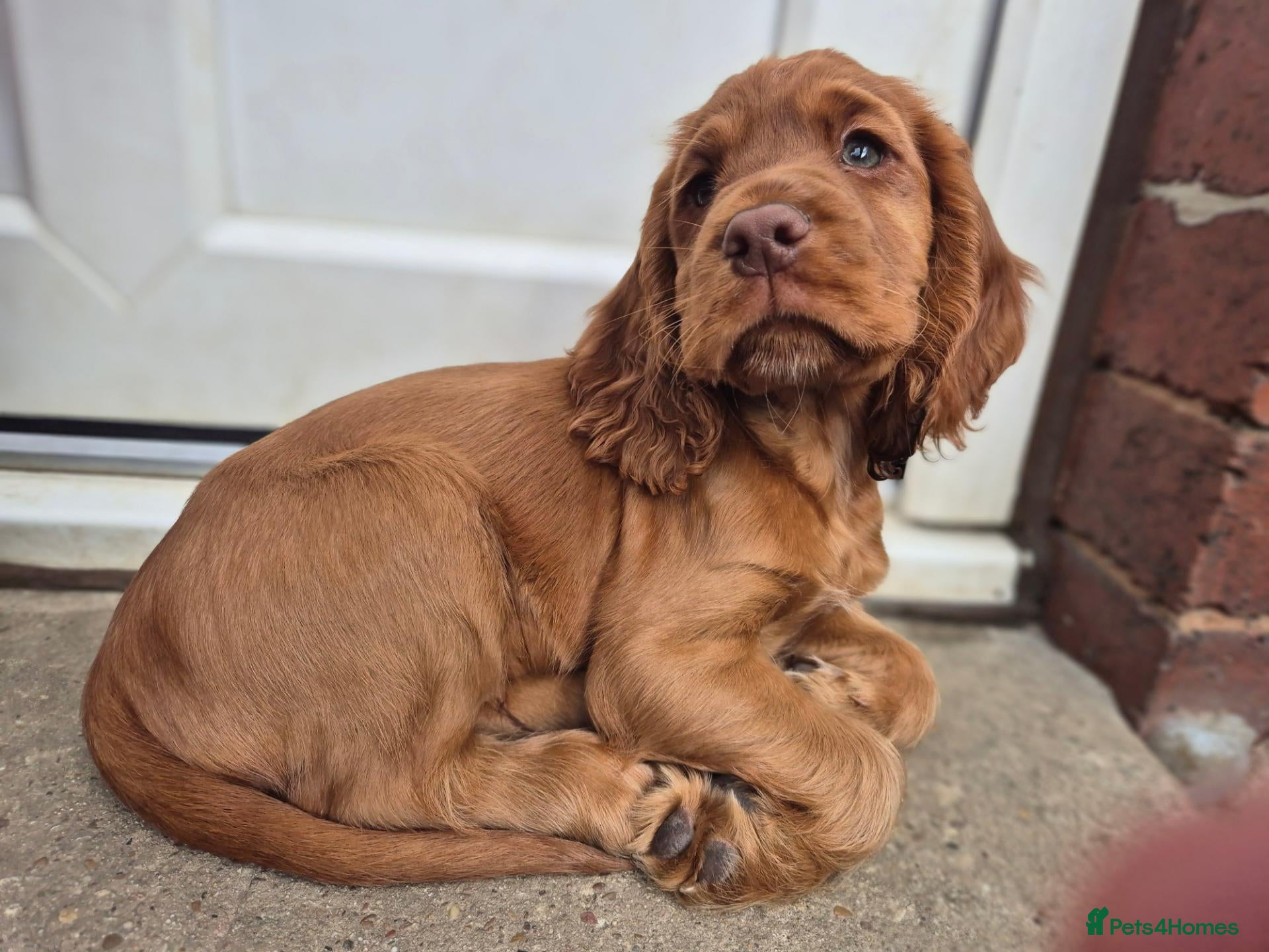 Cocker Spaniel dogs Cocker spaniels Barnsley area - Advert 1