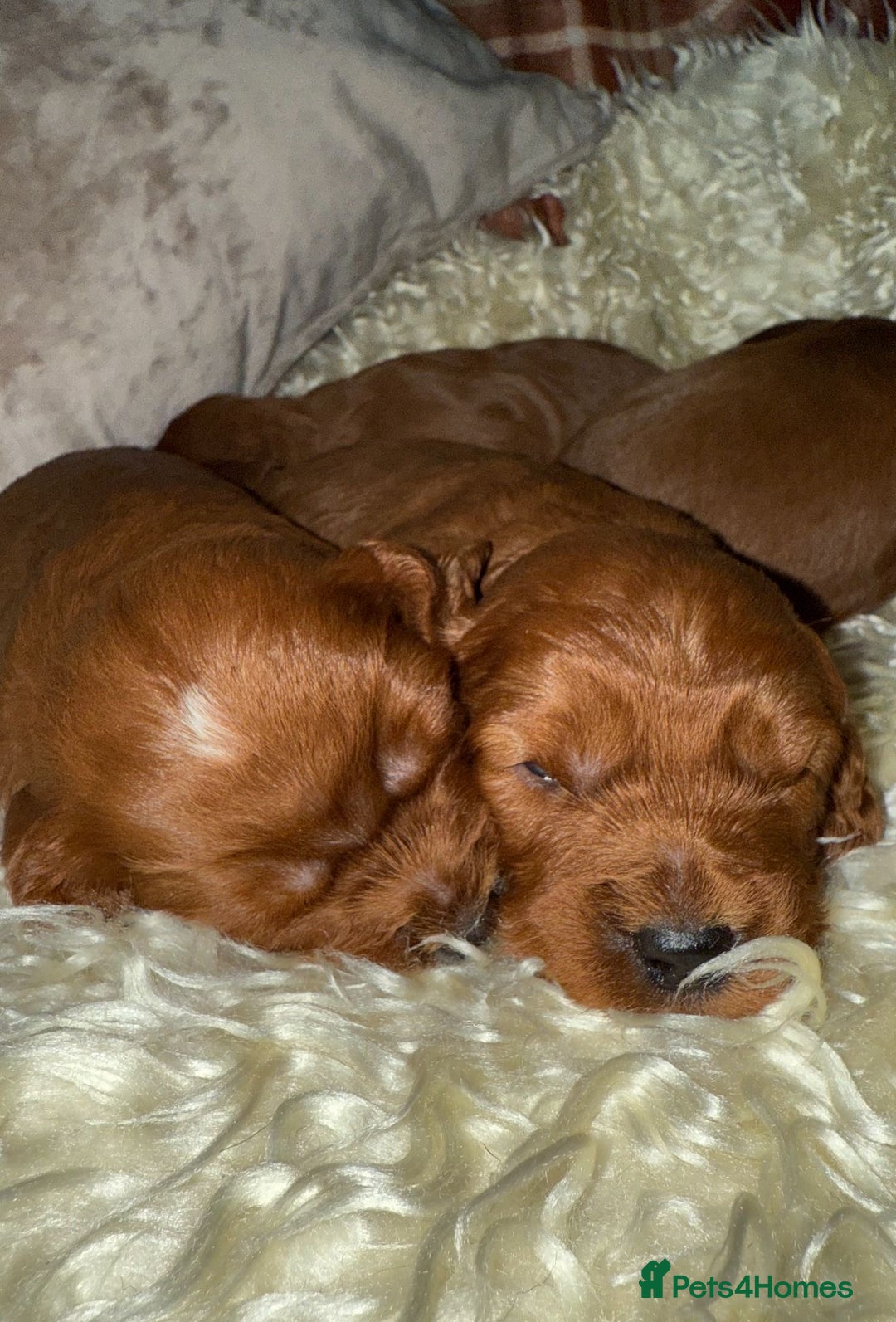 Cavapoo dogs for sale: ❤️ Deep Red Cavapoo Puppies ❤️ - Image 3