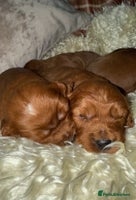 Cavapoo dogs - Advert 1