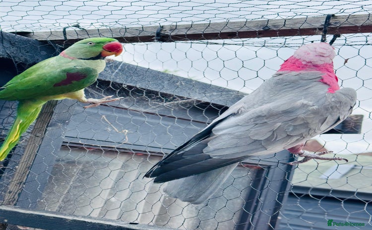 Cockatoo birds - Advert 1