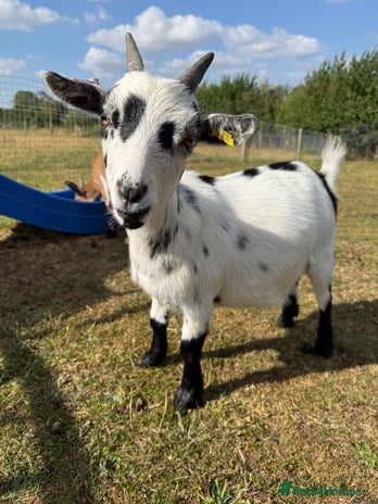 Goats livestock - Advert 18