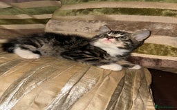 Mixed Breed cats for sale: Stunning fluffy and short haired ready now  - Image 10