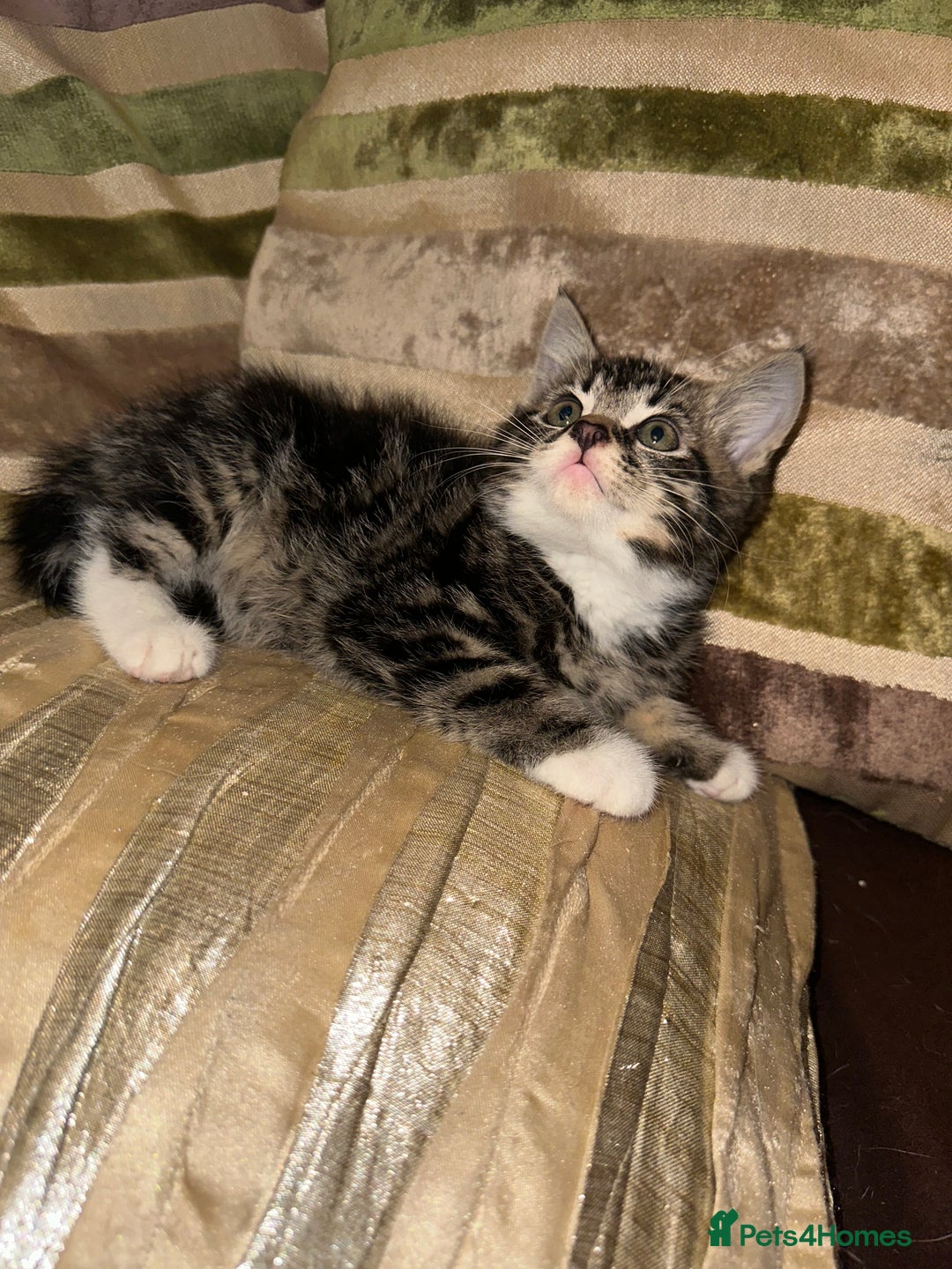 Mixed Breed cats for sale: Stunning fluffy and short haired ready now  - Image 10