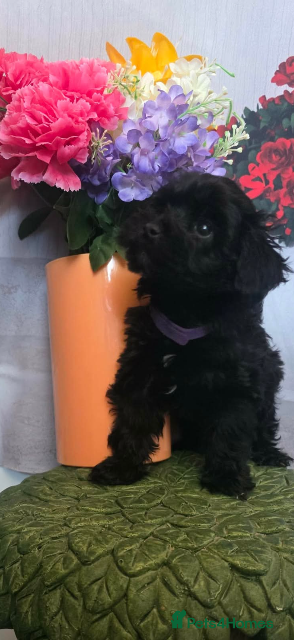 Cavapoo dogs Stunning  toy cavapoos READY NOW  - Advert 1