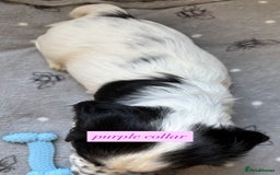 Sprocker dogs for sale: Sprocker puppies. Ready to leave 10th October.  - Image 23