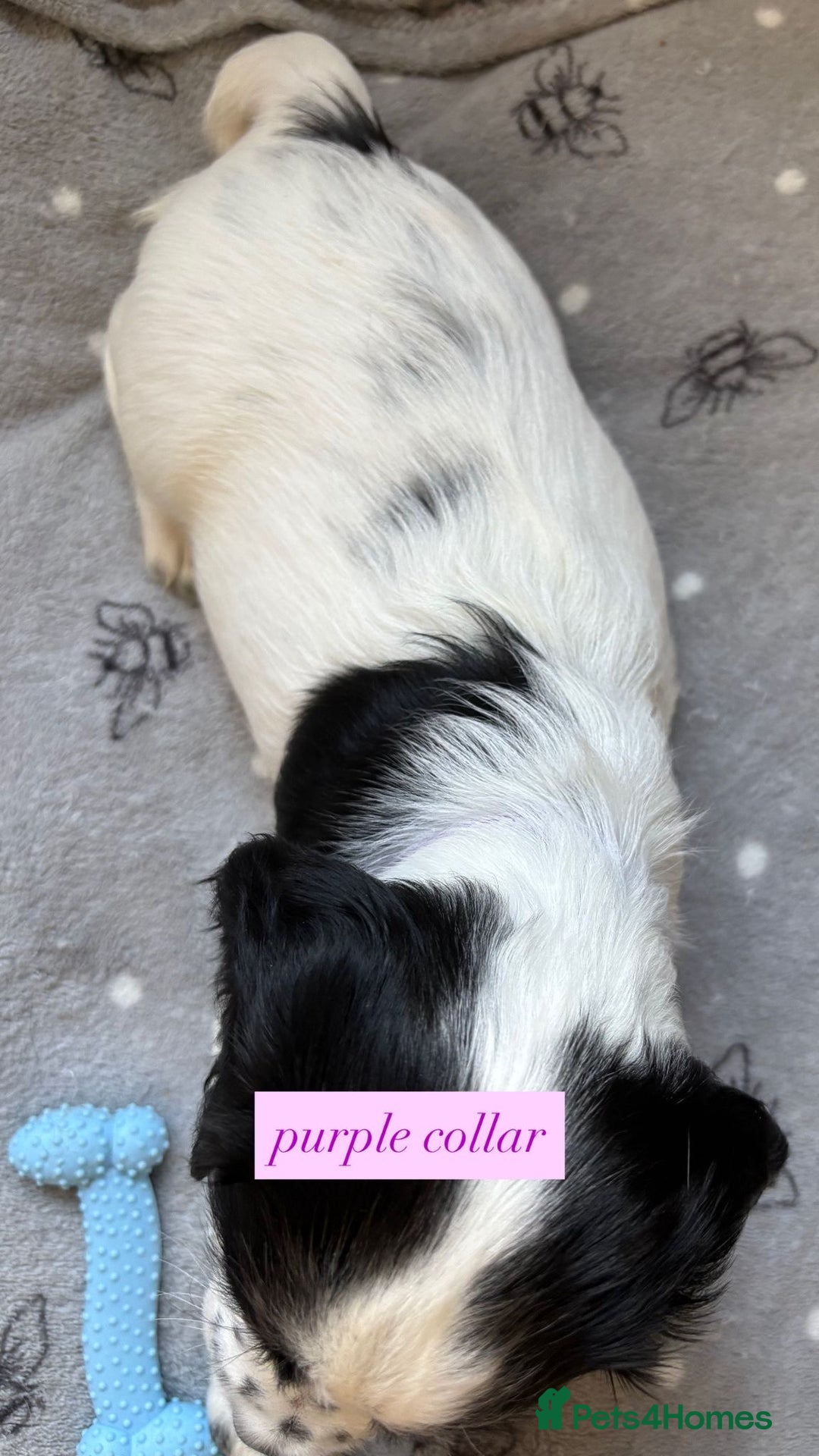 Sprocker dogs for sale: Sprocker puppies. Ready to leave 10th October.  - Image 23