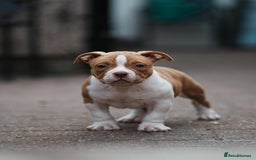 American Bully dogs for sale: Champion Bloodline American Pocket Bully Puppies - Image 13