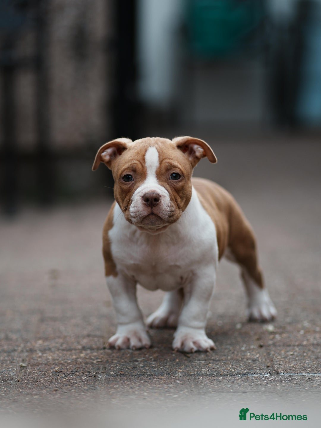 American Bully dogs for sale: Champion Bloodline American Pocket Bully Puppies - Image 13
