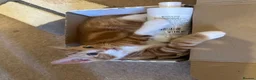 British Shorthair cats for sale: Two black kittens, one with some white    - Advert 7