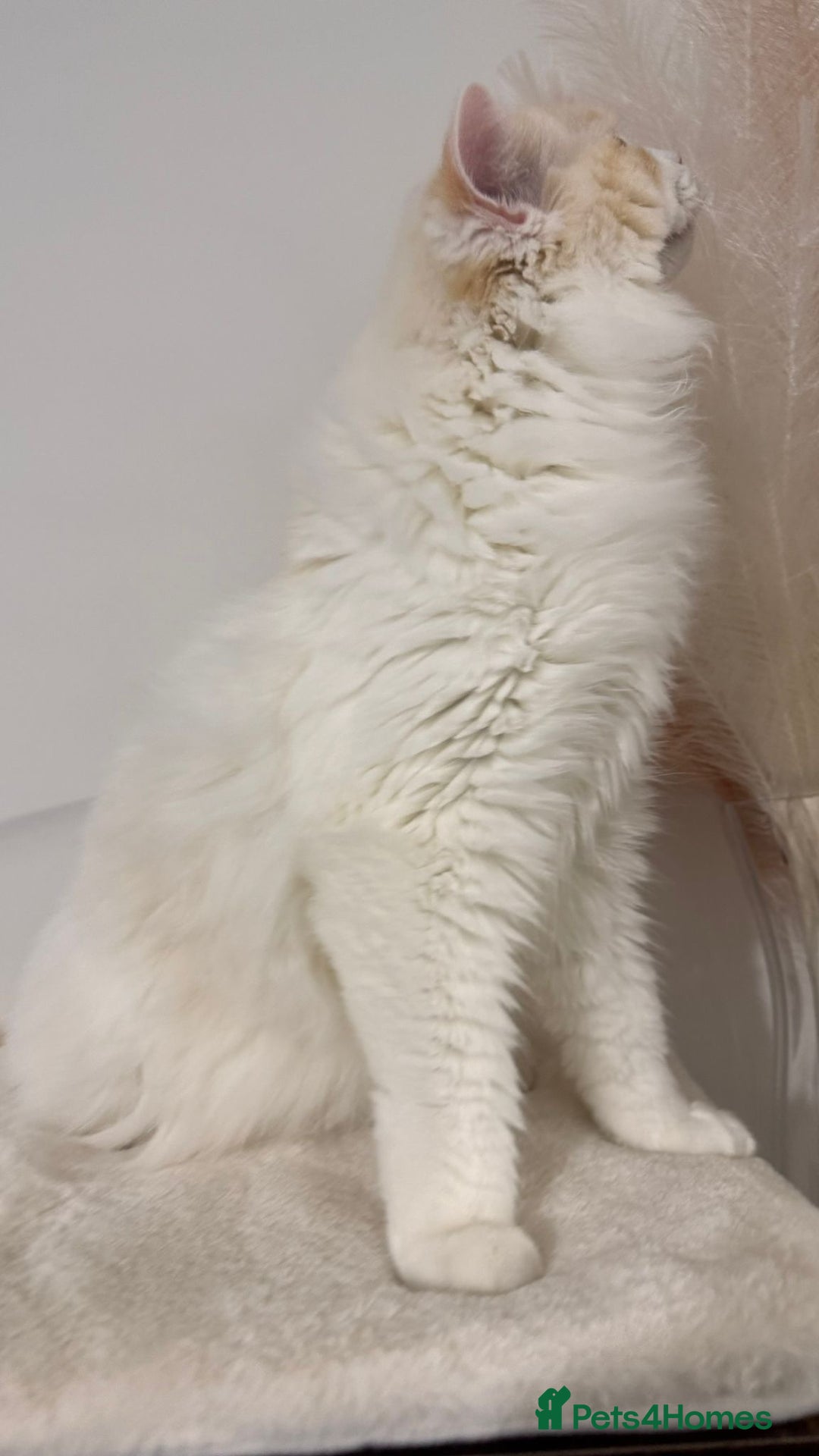 Ragdoll cats for sale: Pedigree Ragdoll - Skye - Advert 4