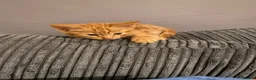 Mixed Breed cats for sale: Male cat for sale  - Advert 3